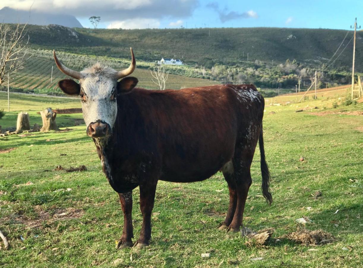 Kleine Vrede Farm Cottage Hermanus Ngoại thất bức ảnh