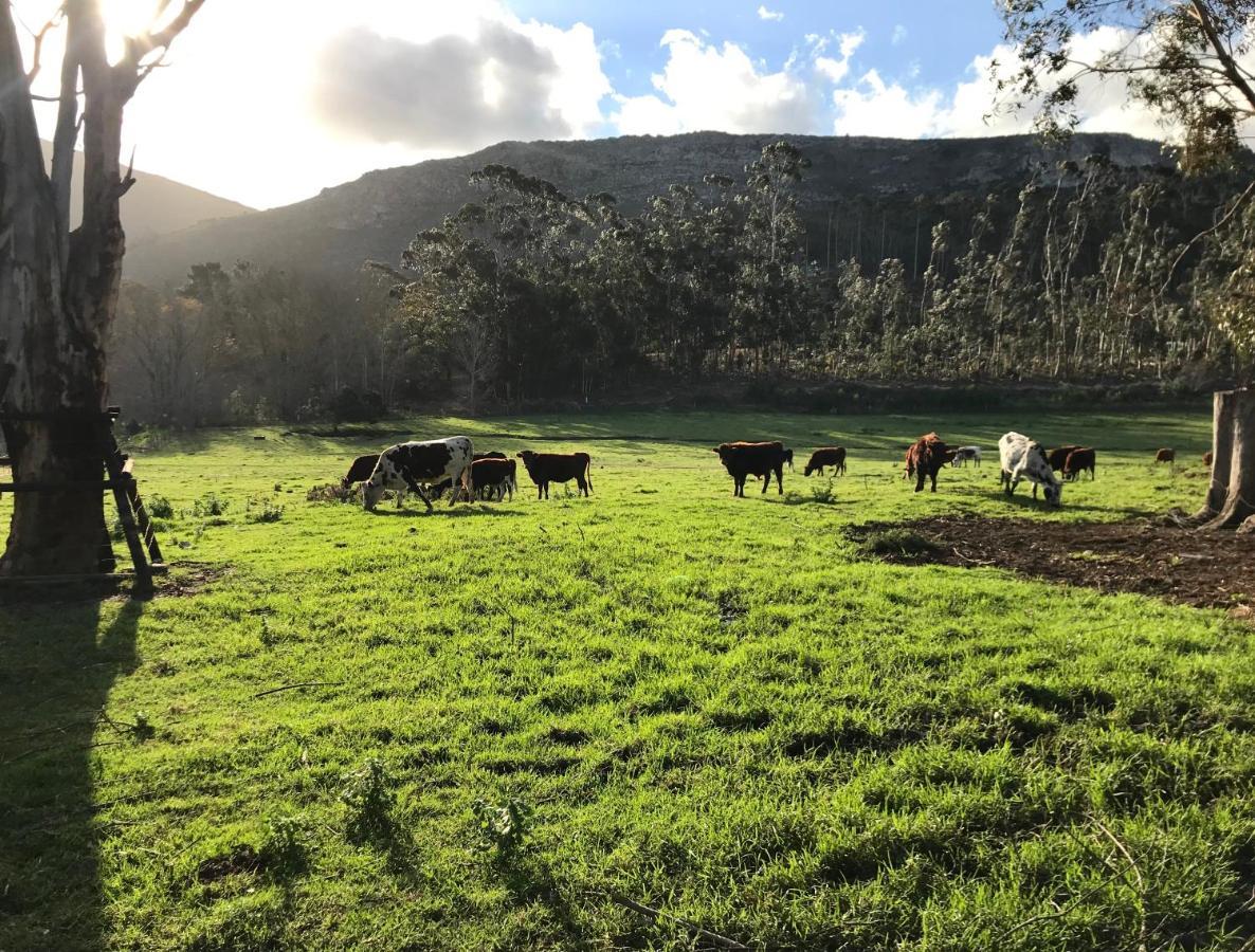 Kleine Vrede Farm Cottage Hermanus Ngoại thất bức ảnh