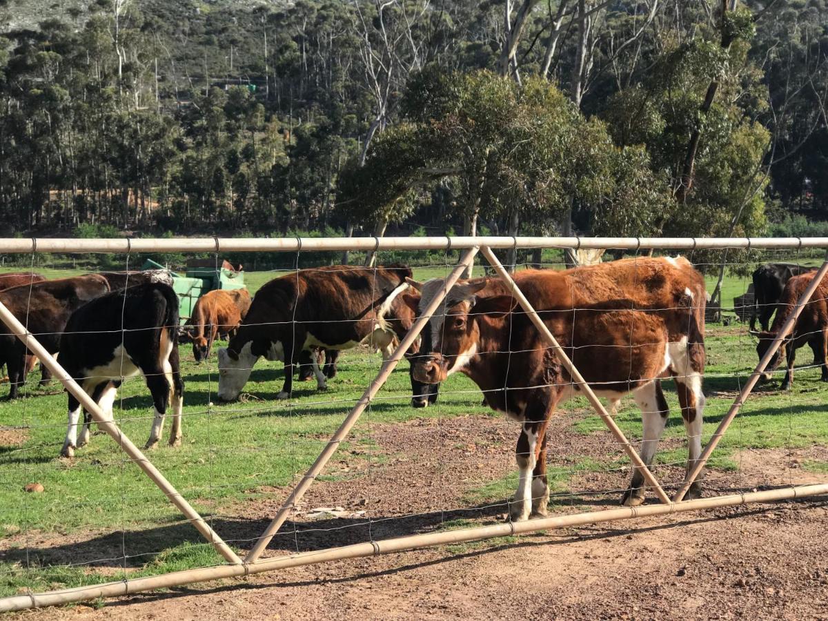Kleine Vrede Farm Cottage Hermanus Ngoại thất bức ảnh