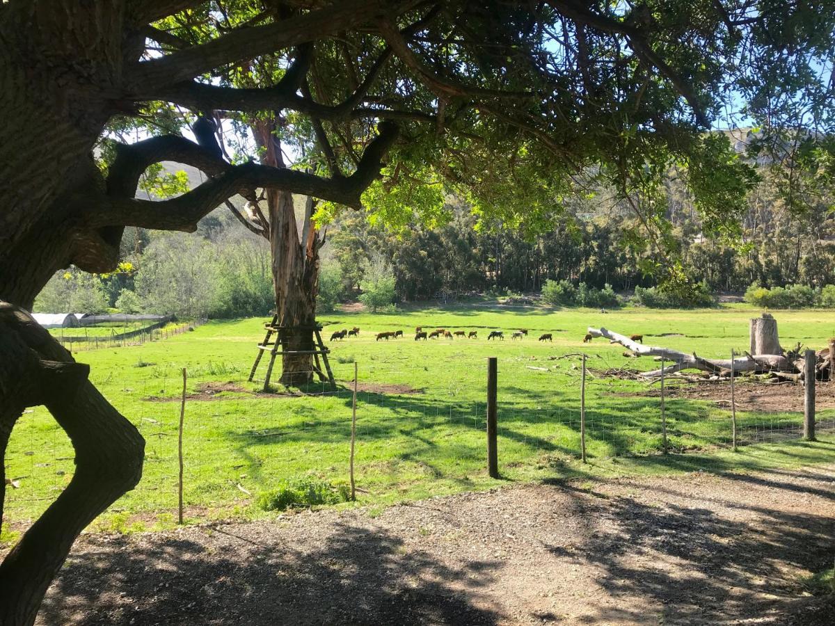 Kleine Vrede Farm Cottage Hermanus Ngoại thất bức ảnh